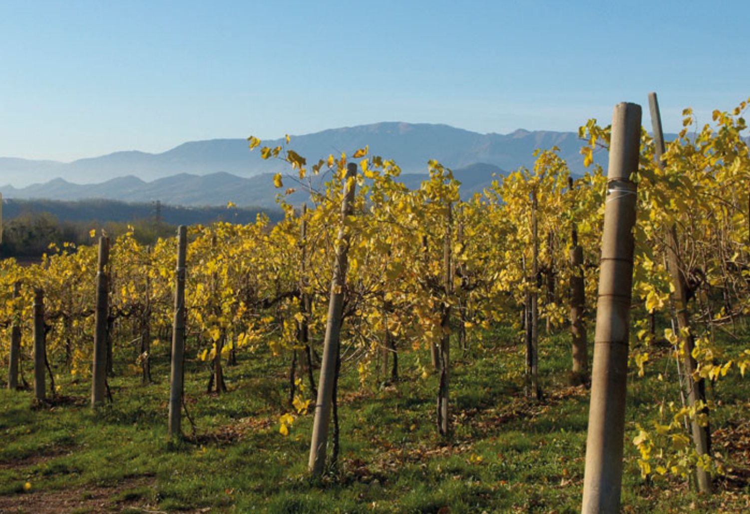 I sorprendenti vini del Montello e dei Colli Asolani dell'azienda vinicola CASE PAOLIN